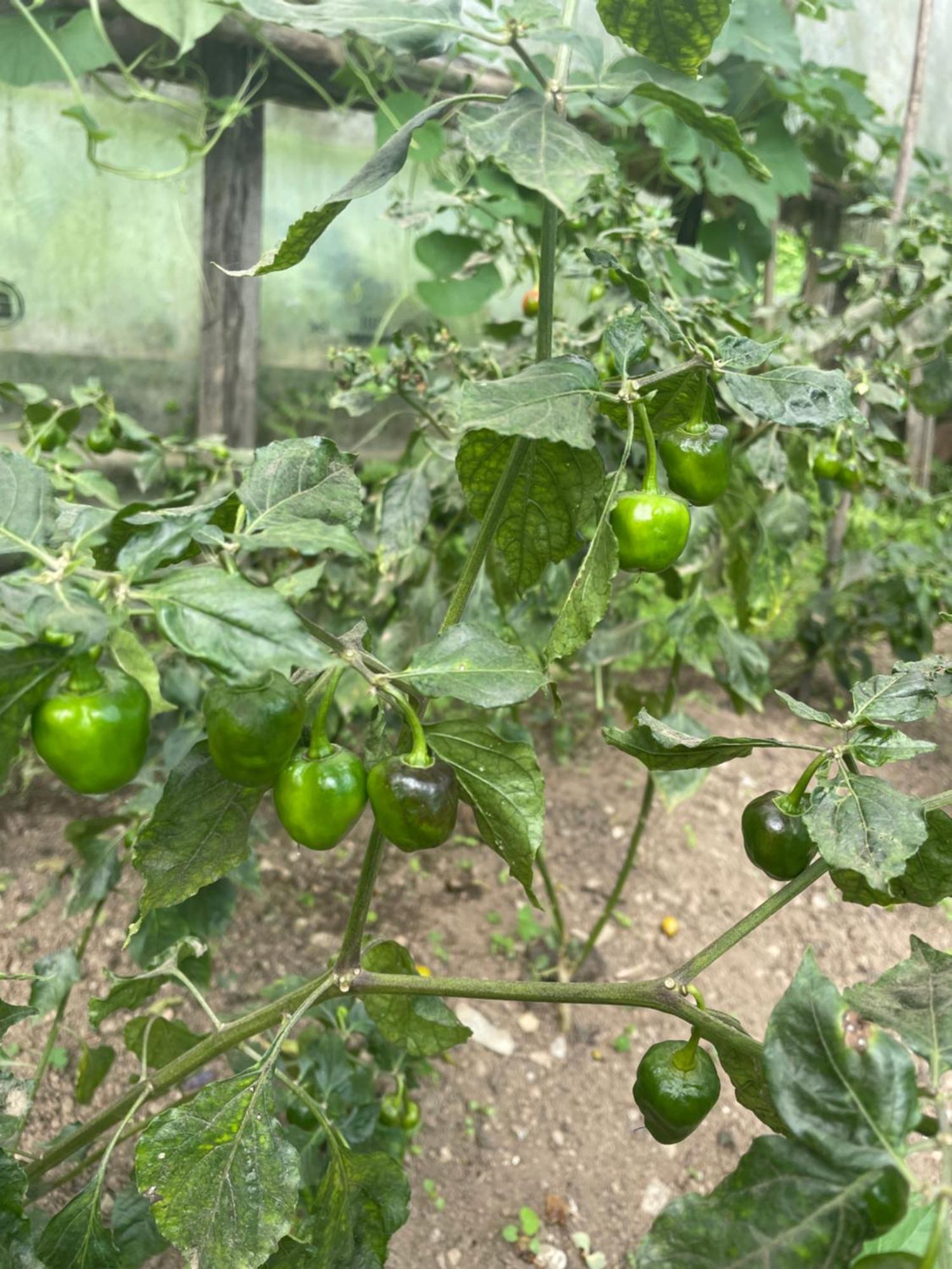 Martam Farmhouse Pelling Ngoại thất bức ảnh