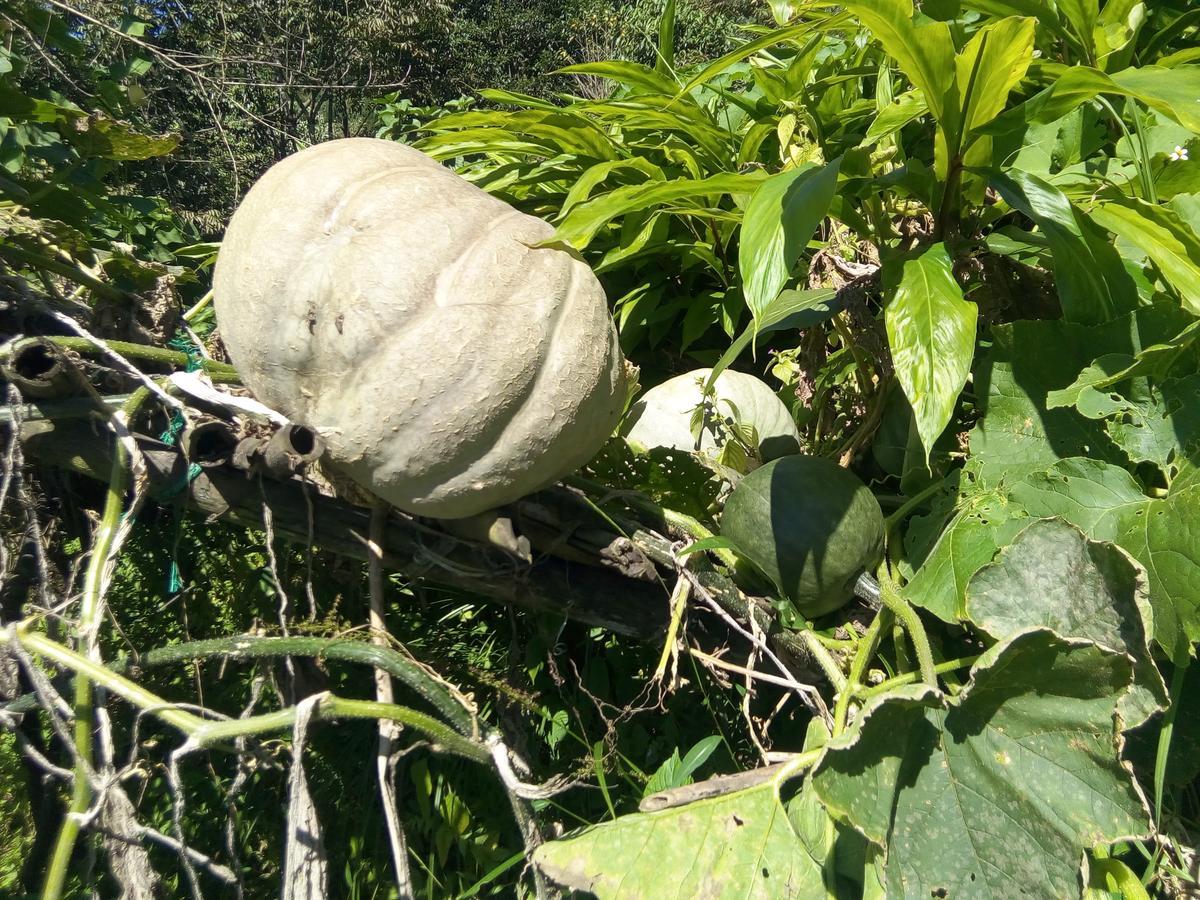 Martam Farmhouse Pelling Ngoại thất bức ảnh